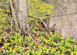 Winterlinge  Gelbe Pracht In Jena 2024 32